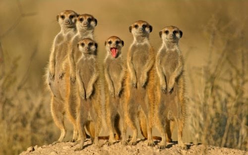 Afrikas horisonter